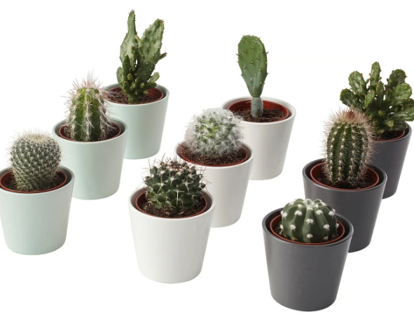 cactus pot selection cactus pot selection