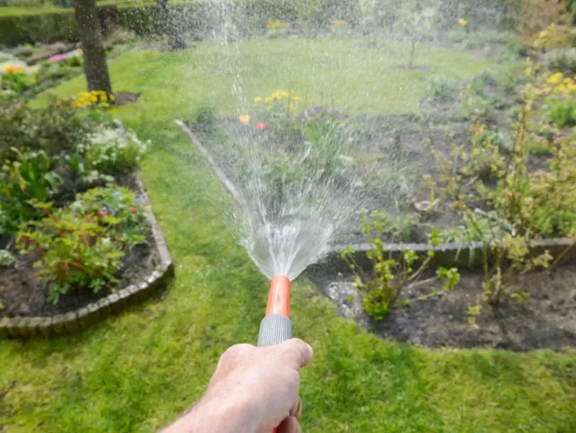 watering plants