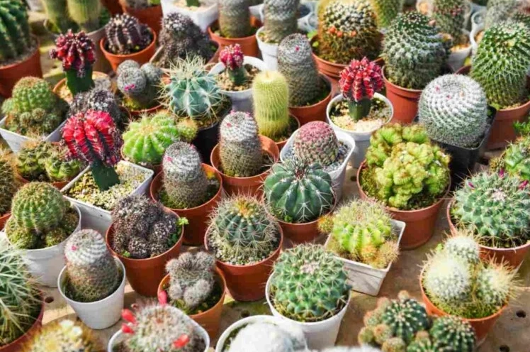 cactus pot selection cactus pot selection