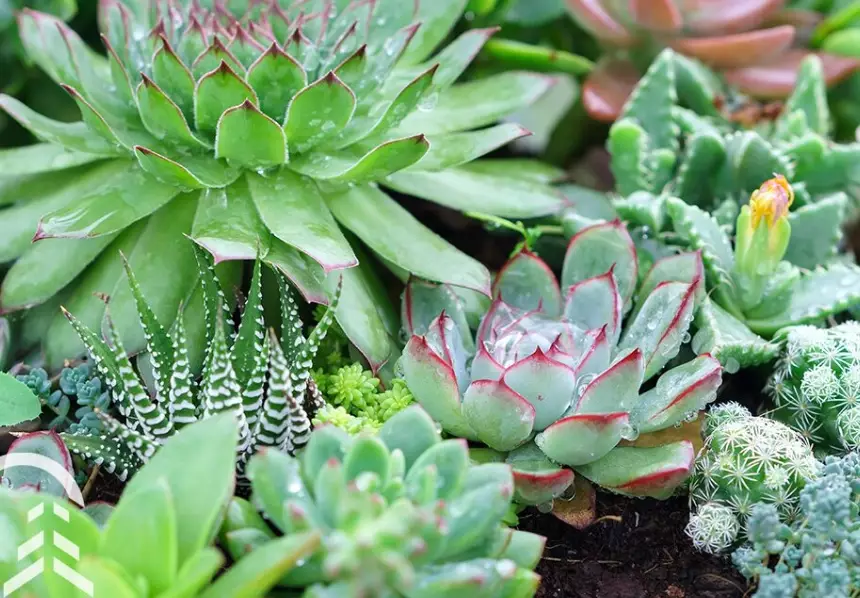 cactus care tips cactus care tips
