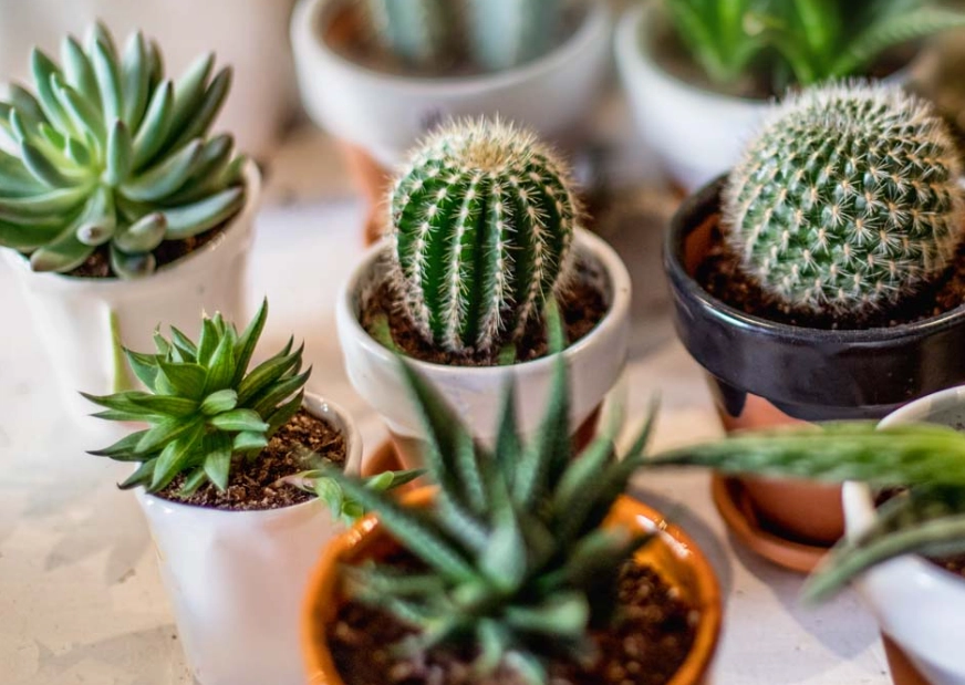 cactus potting mistakes cactus potting mistakes