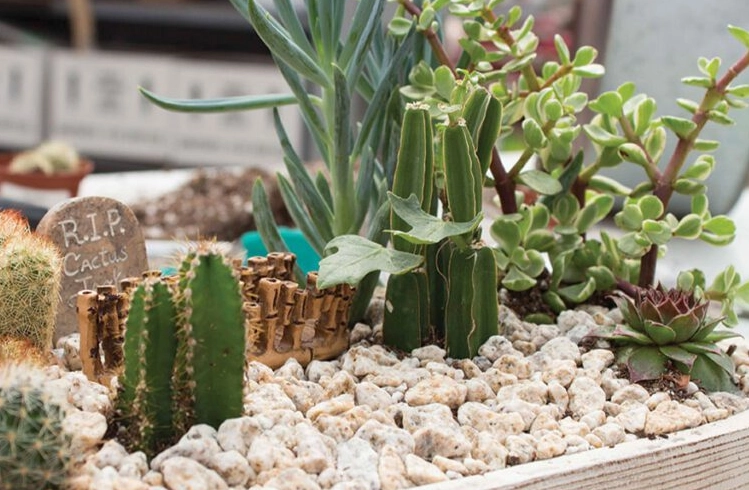 cactus care tips cactus care tips