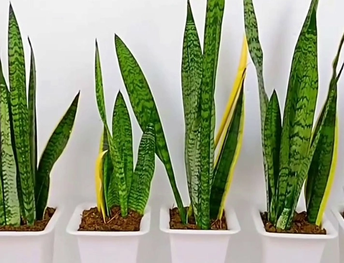 snake plant care tips