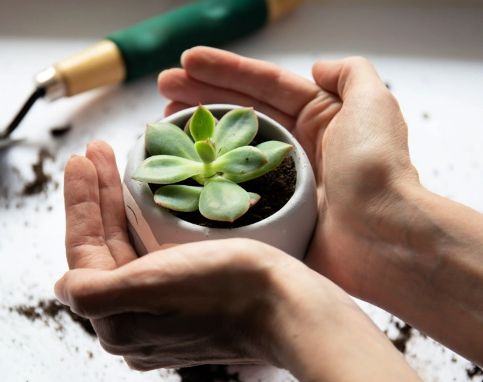 succulent care