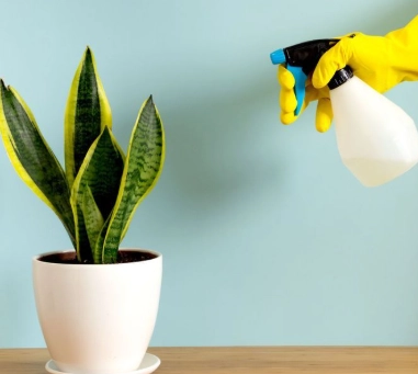 snake plant watering frequency