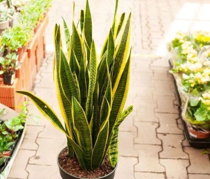 how often to water sansevieria
