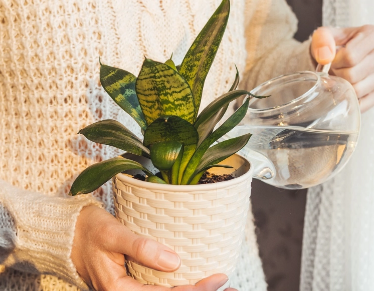 snake plant watering frequency