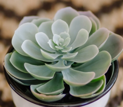 how to water succulents
