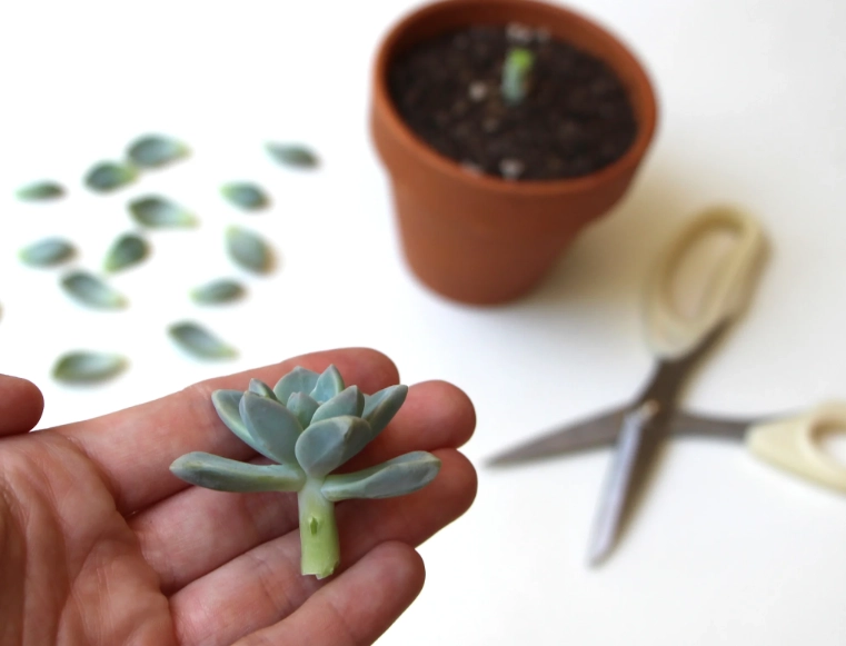 how to water succulents