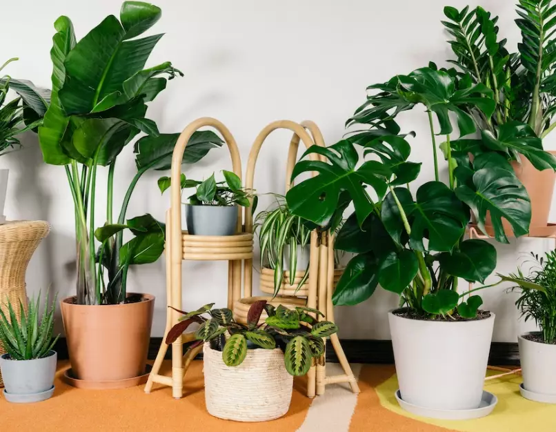 easy care plants easy care plants
