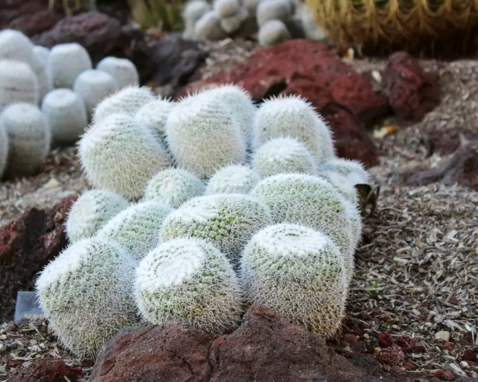 cactus soil mix