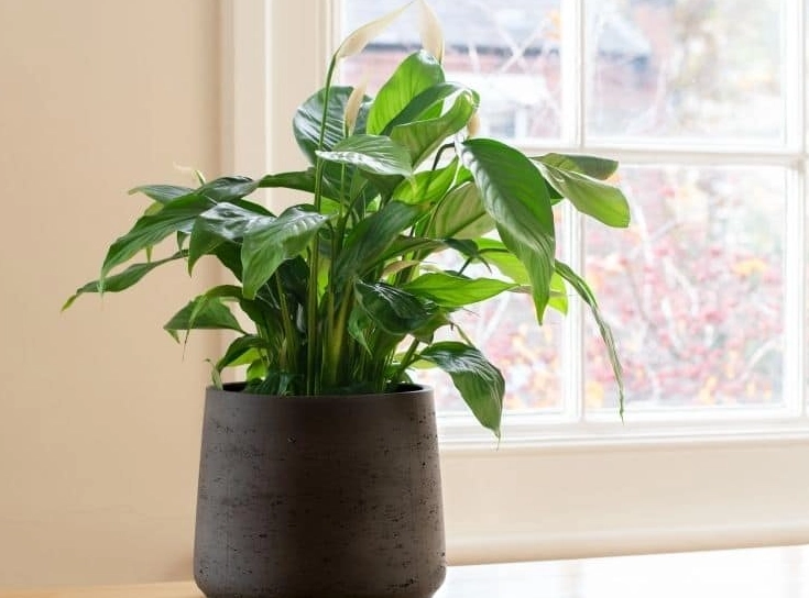 easy care indoor plants
