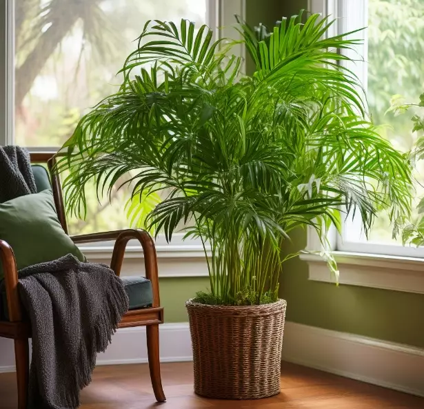 beginner houseplants beginner houseplants