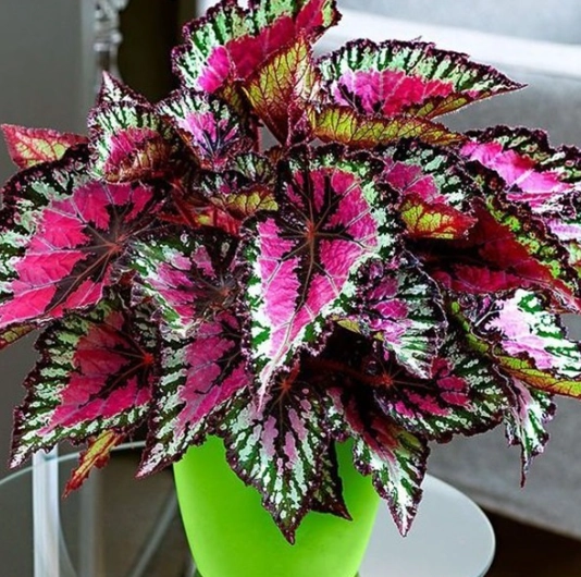 easy care plants easy care plants