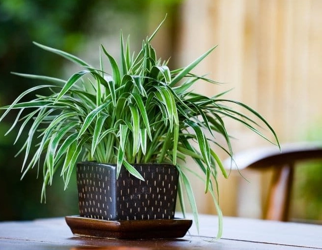 beginner houseplants beginner houseplants