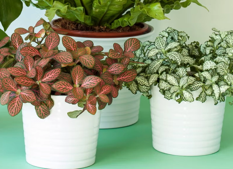 low maintenance indoor plants low maintenance indoor plants