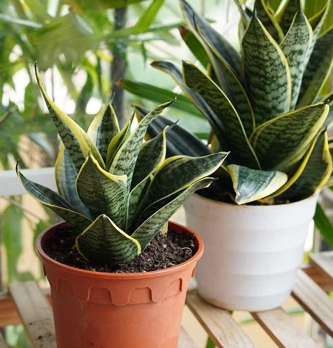 snake plant watering schedule