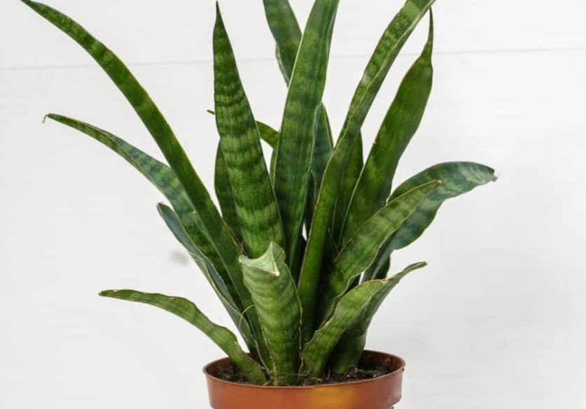 how often do you water a snake plant