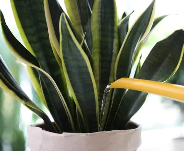 snake plant watering tips