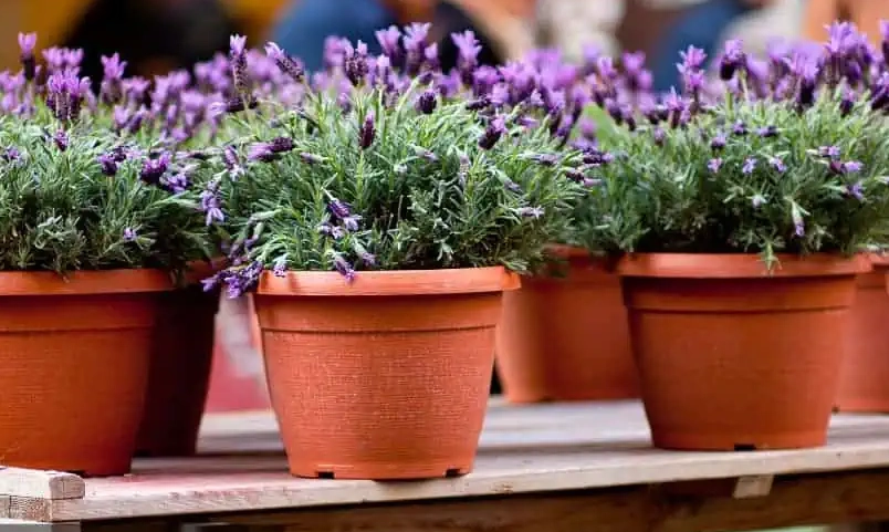best soil for lavender