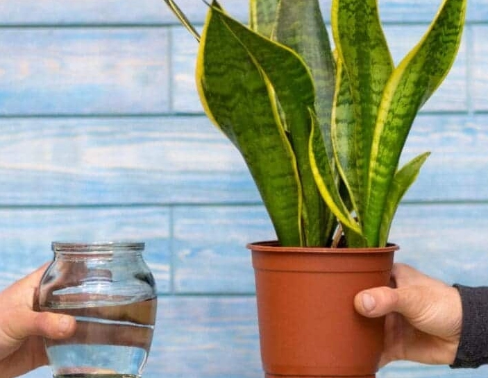 how often to water snake plant