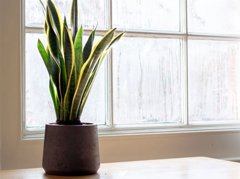 snake plant watering tips