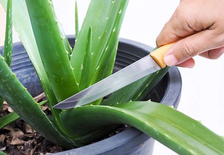 aloe vera pups