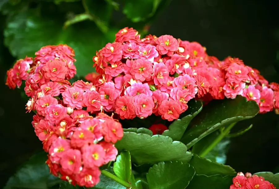 Calandiva plant care