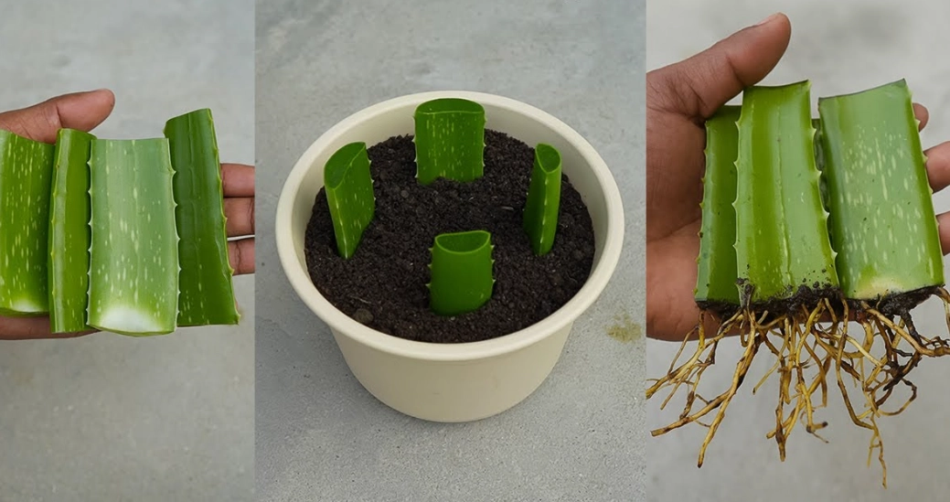 aloe vera cuttings