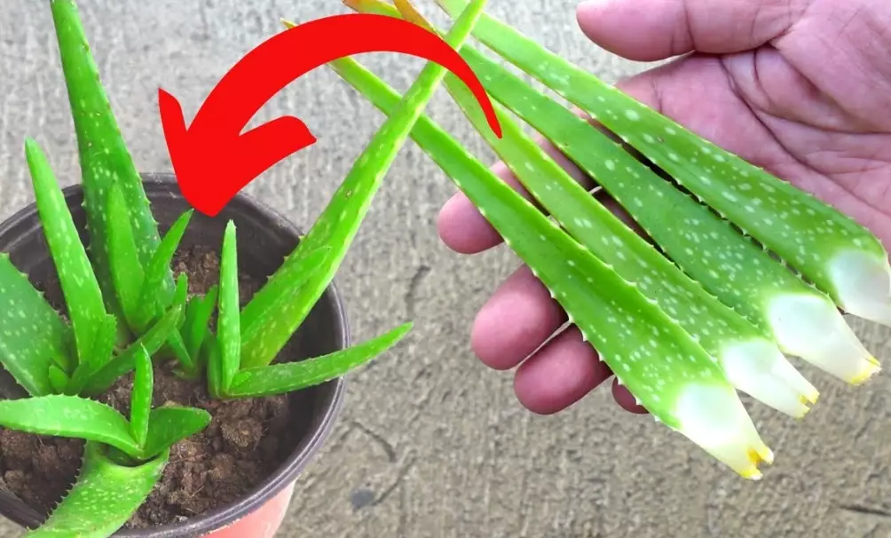 aloe vera propagation