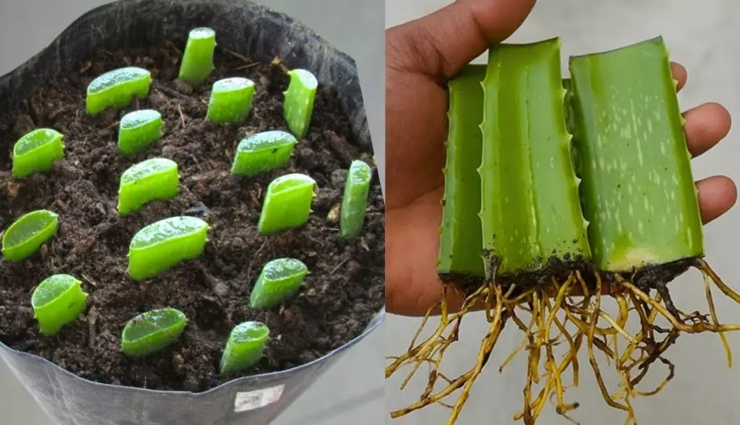 aloe vera pups