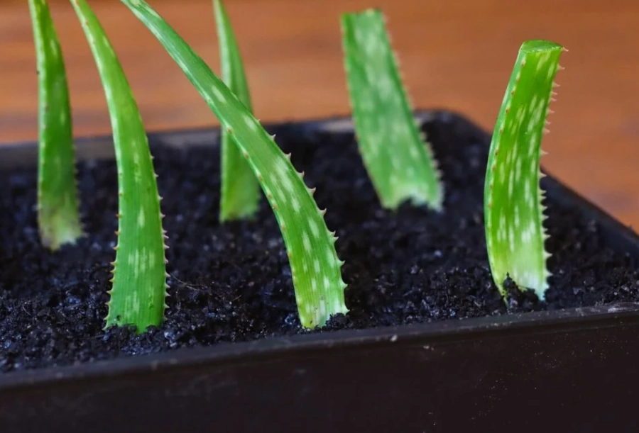aloe vera propagation