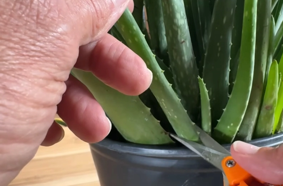 propagate aloe vera