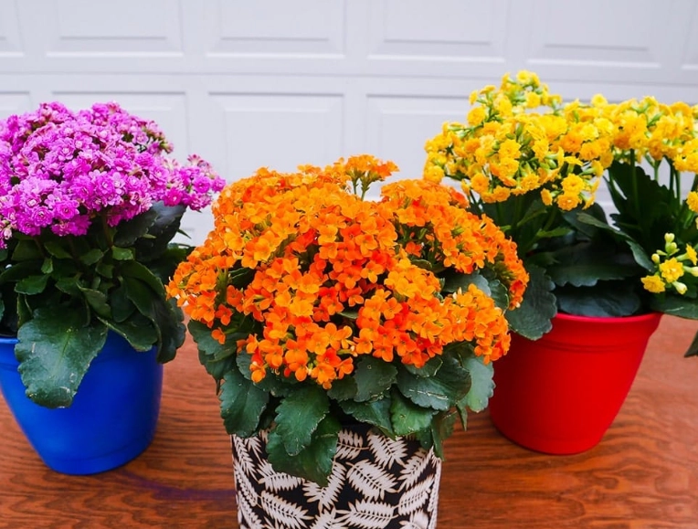 Calandiva plant care